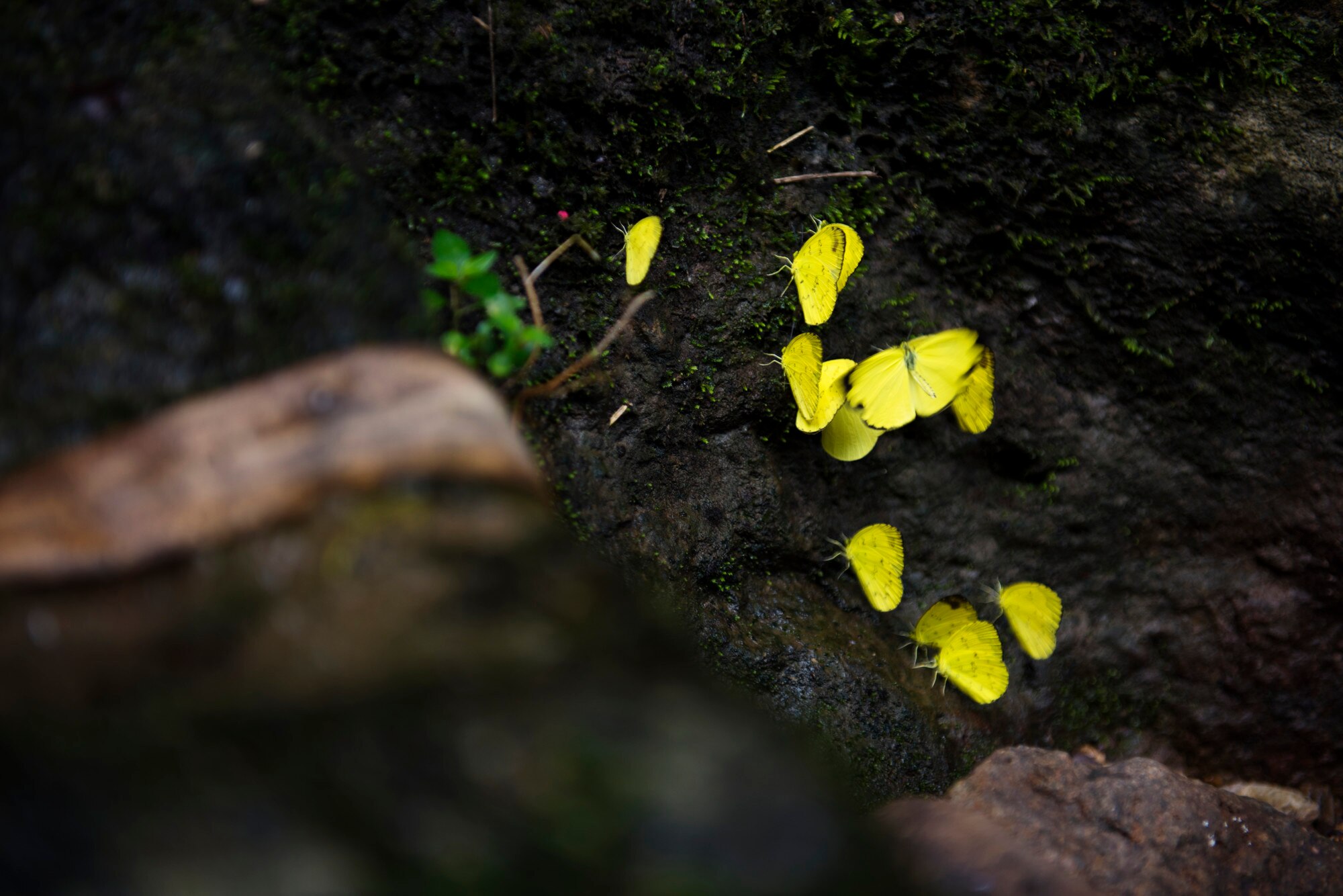 Naturaleza y movimiento